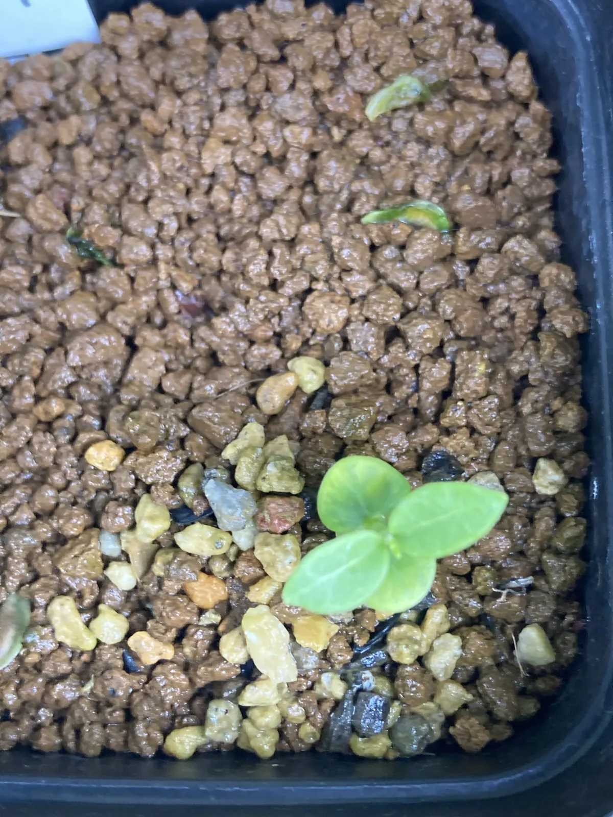 Fockea edulis (フォッケア 火星人)