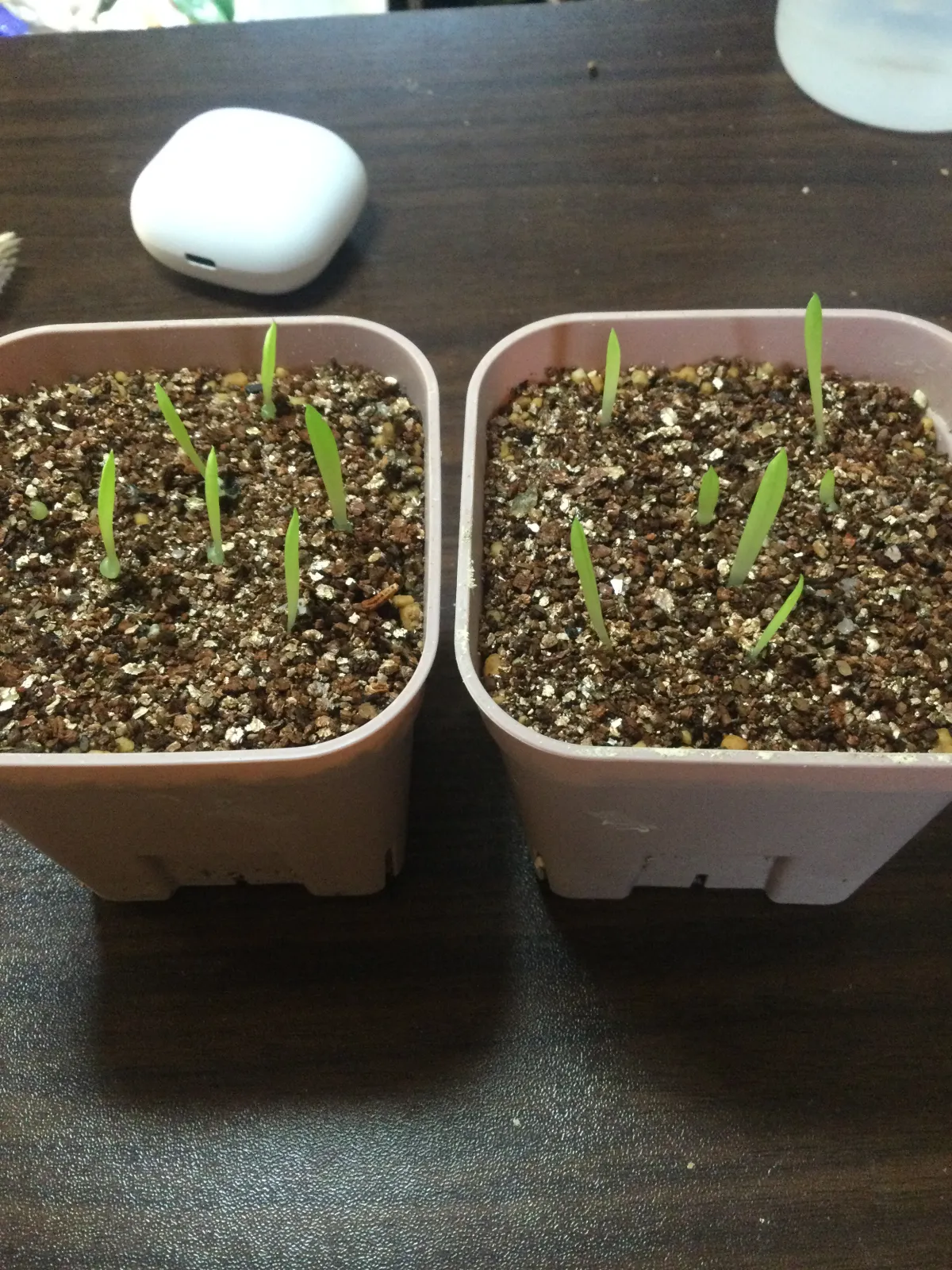 Aloe chabaudii (アロエ チャバウディー)