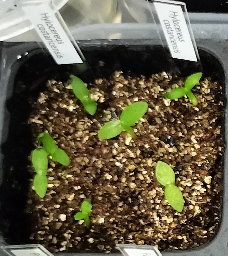 Hylocereus costaricensis (レッドドラゴンフルーツ)