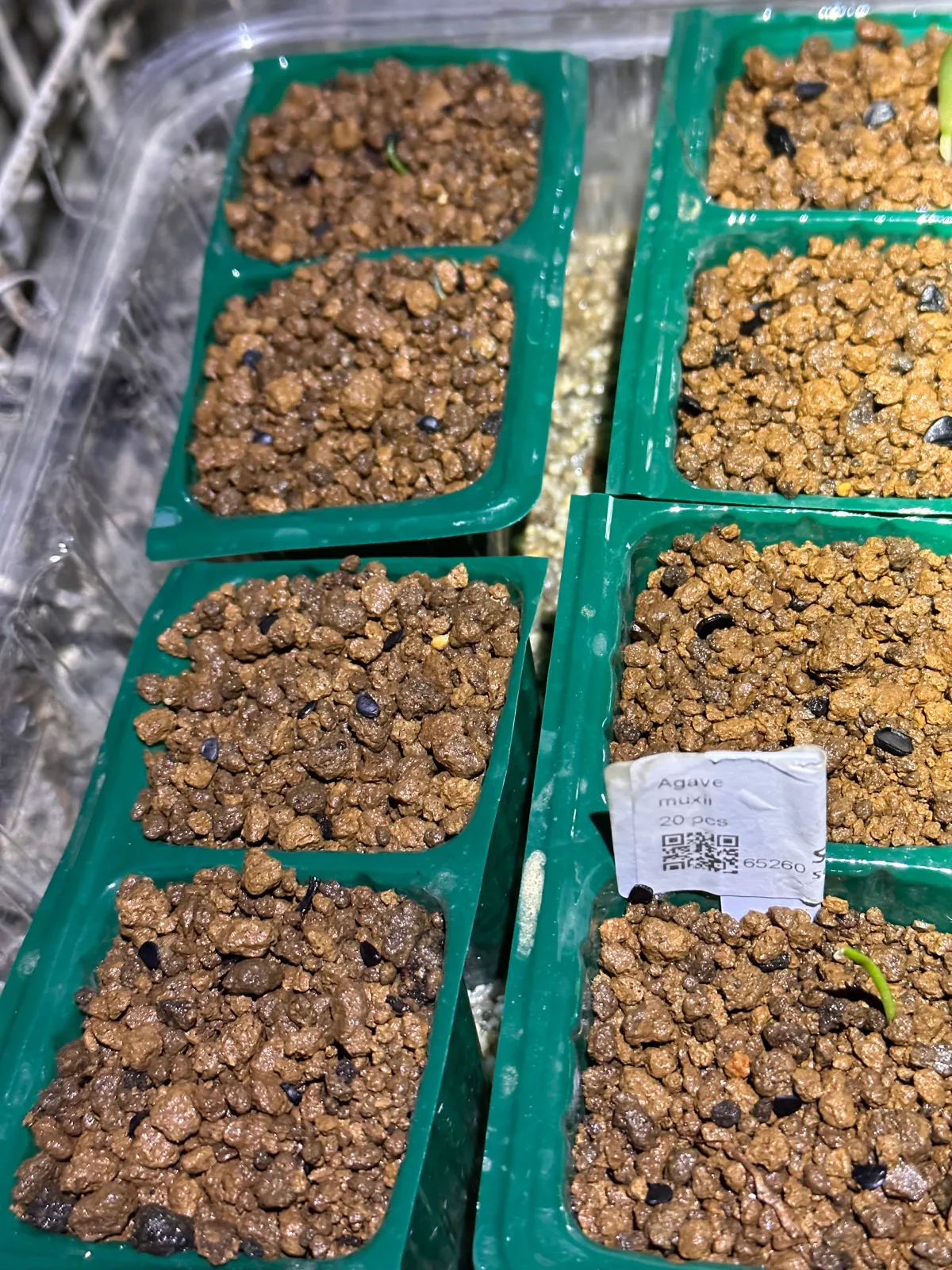 Agave muxii (アガベ ムキシー)