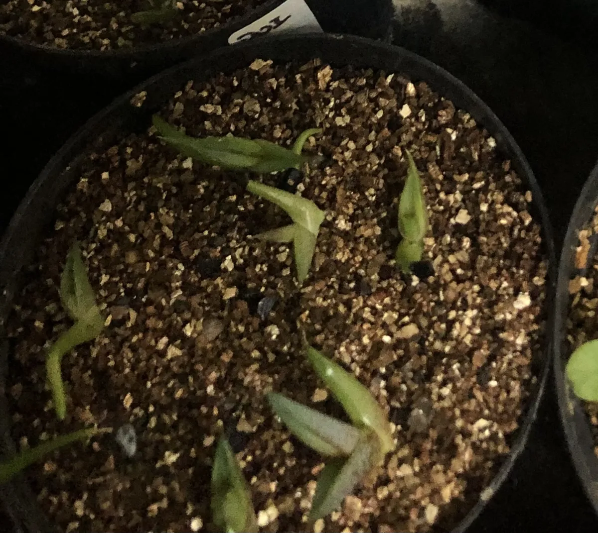 Agave titanota (アガベ チタノタ ドワーフ)