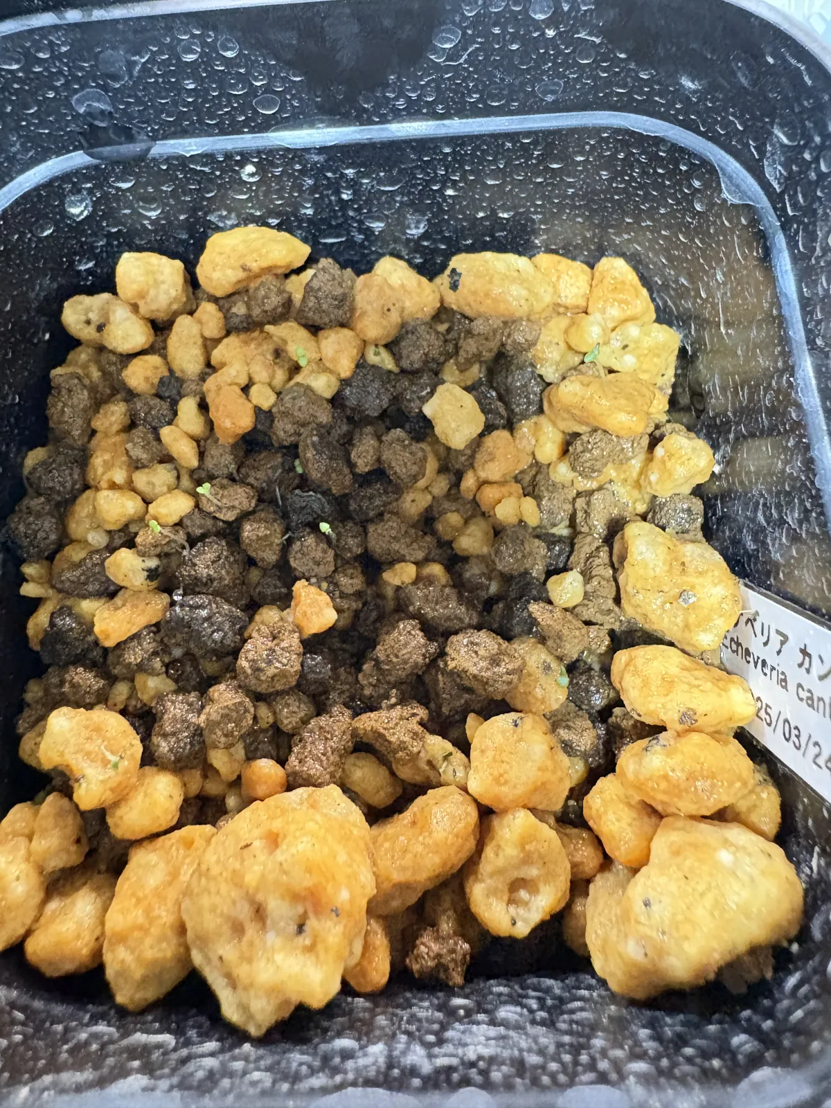 Echeveria cante White Cloud Echeveria (エケベリア カンテ)