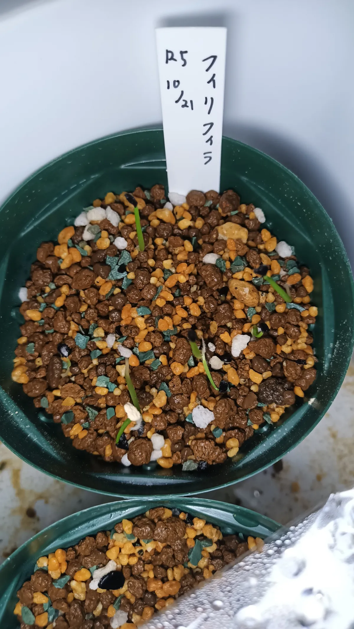 Agave filifera (アガベ フィリフェラ)