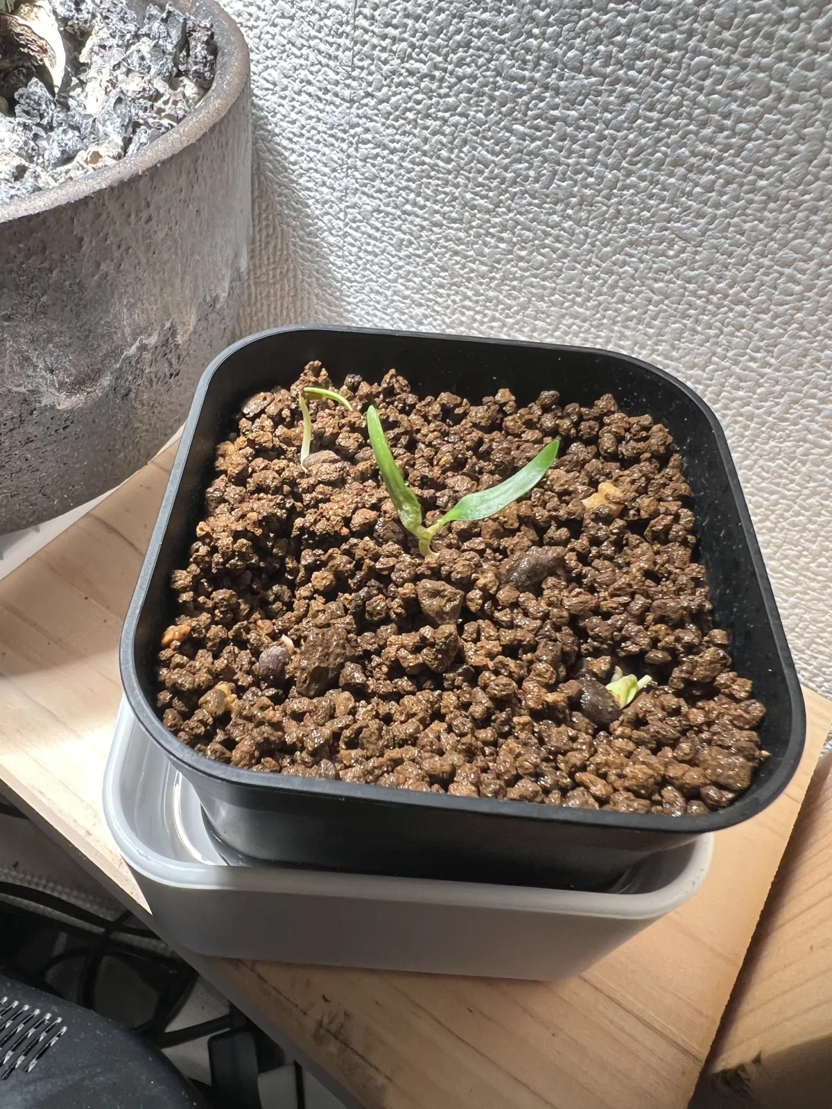 Operculicarya decaryi (オペルクリカリア デカリー)