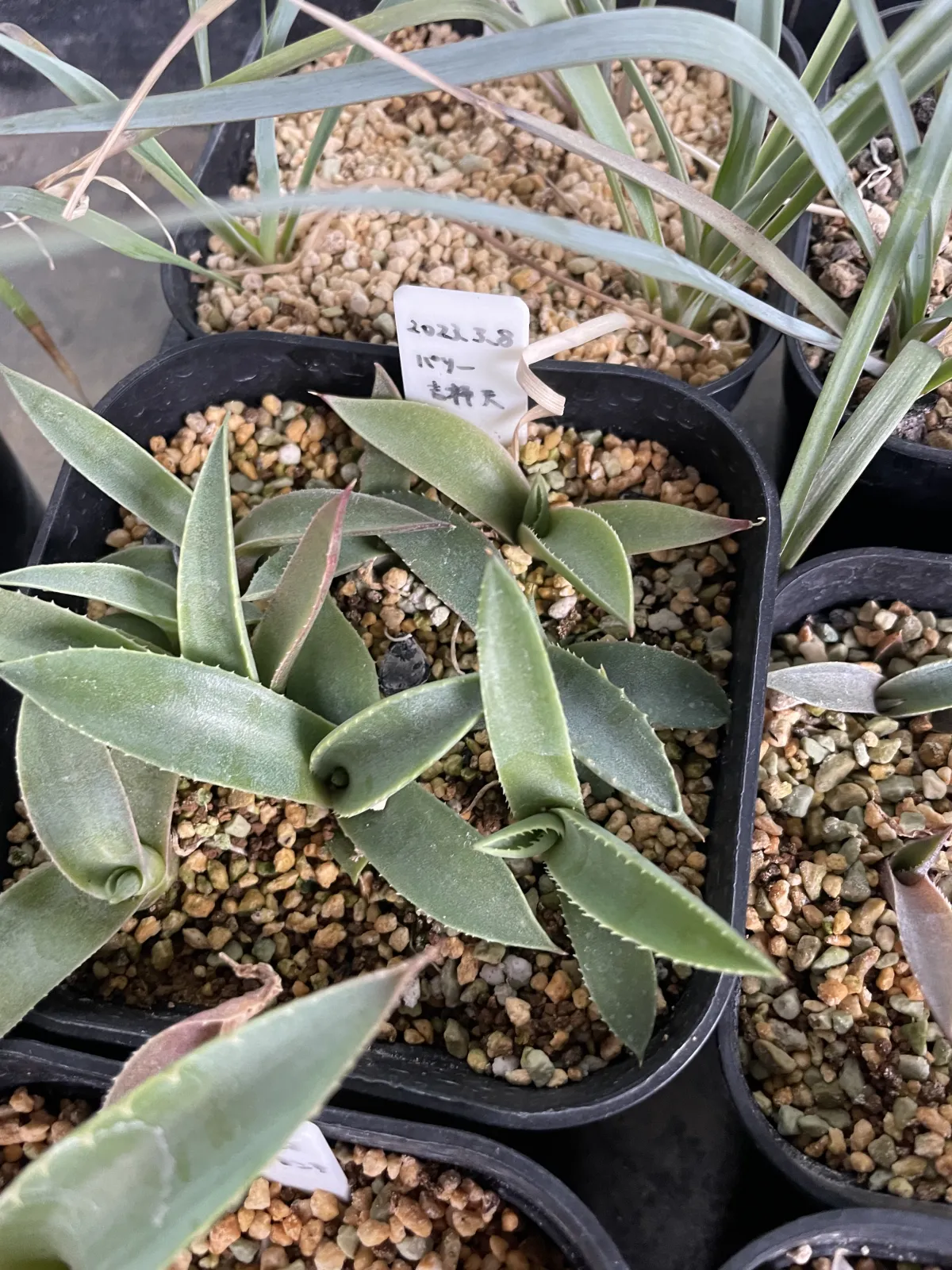 Agave parryi subsp. parryi (アガベ パリー)