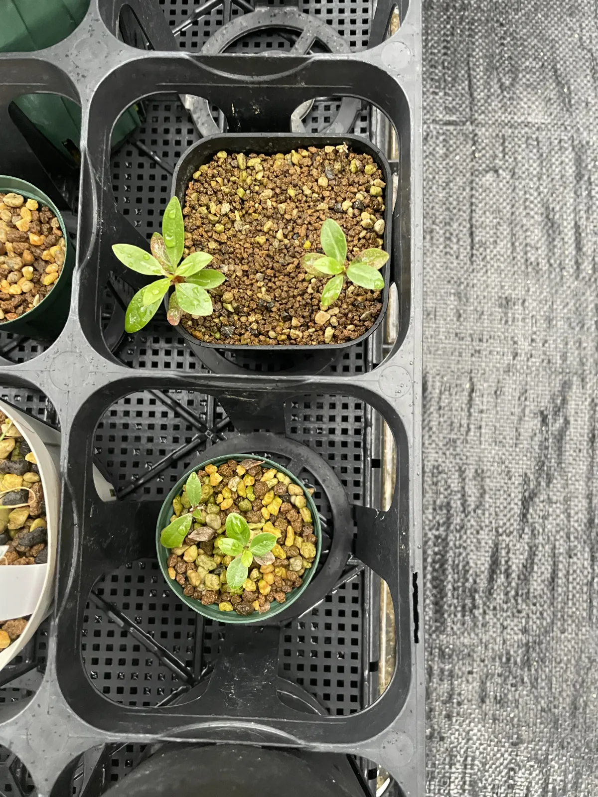 Fouquieria ochoterenae (フォークイエリア オコトテレナエ)