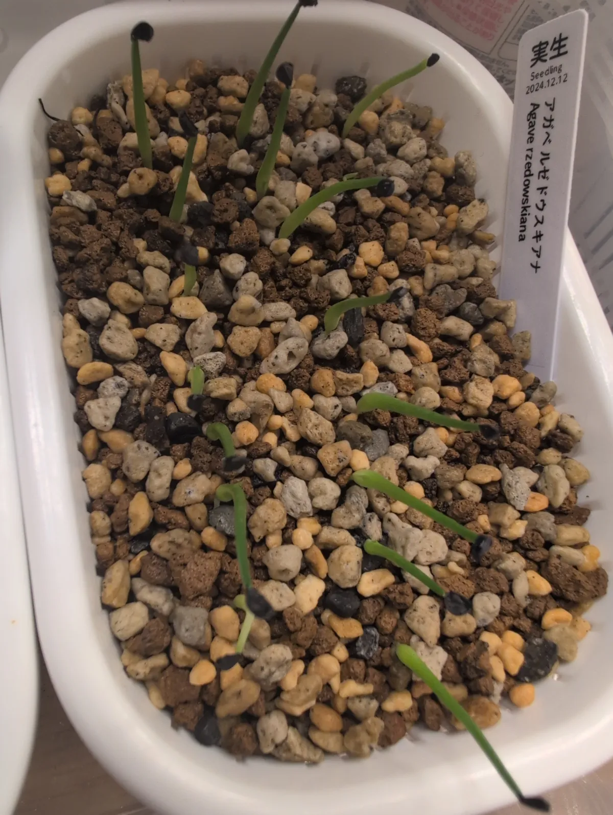 Agave rzedowskiana (アガベ ルゼドウスキアナ)