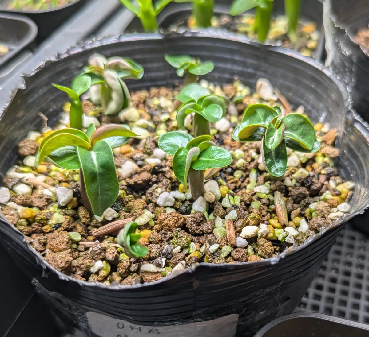 Adenium DHA Medusa (アデニウム DHA Medusa)