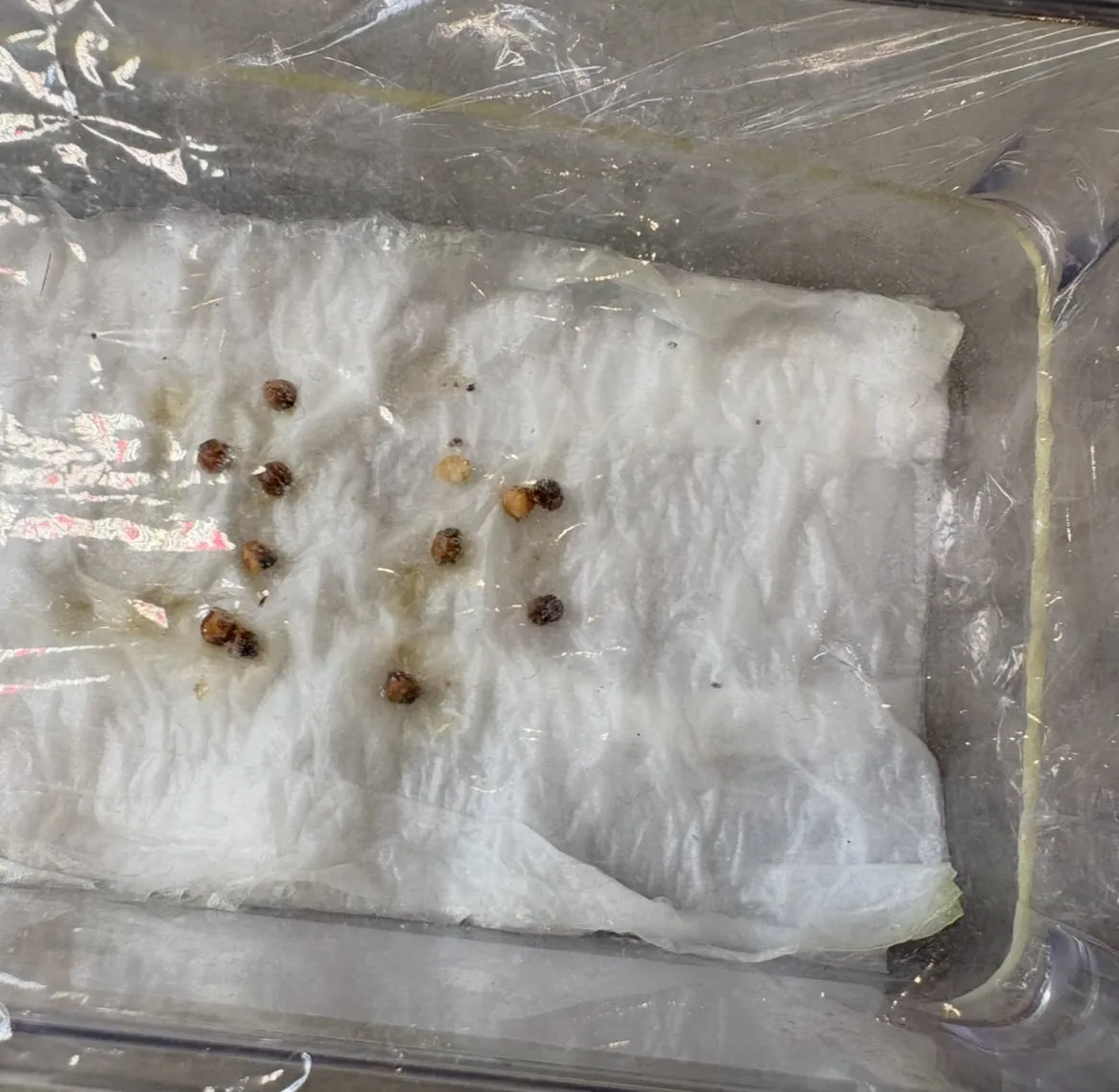 Dasylirion longissimum var. longissimum (ダシリリオン ロンギシマム)