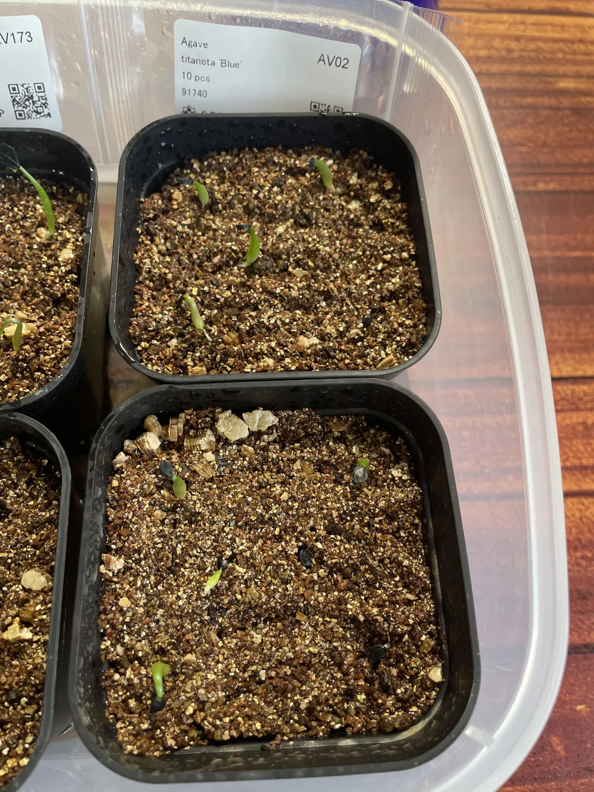 Agave titanota 'Blue' (アガベ チタノタブルー)