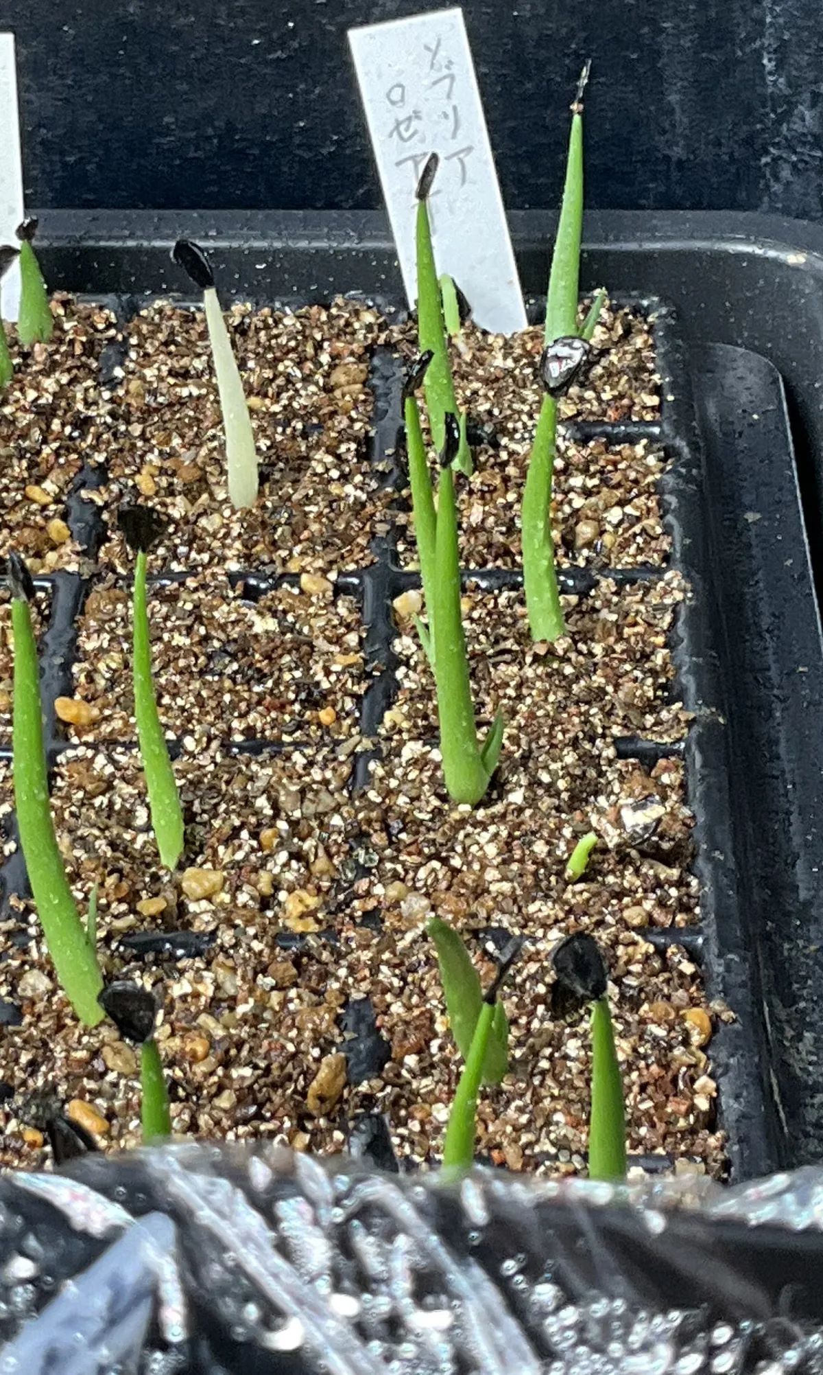 Agave sobria subsp. roseana (アガベ ソブリア ロゼアナ)