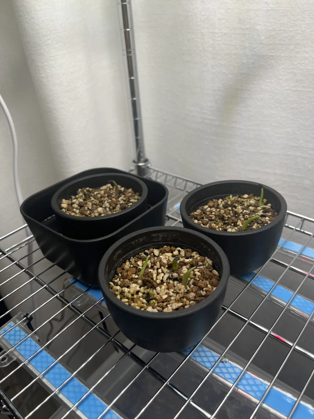 Agave titanota (アガベ チタノタ ドワーフ)