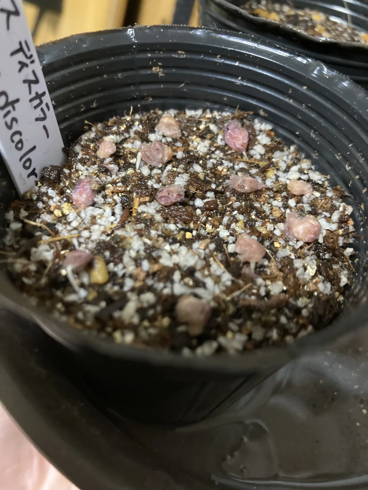 Pachycormus discolor (パキコルムス ディスカラー)