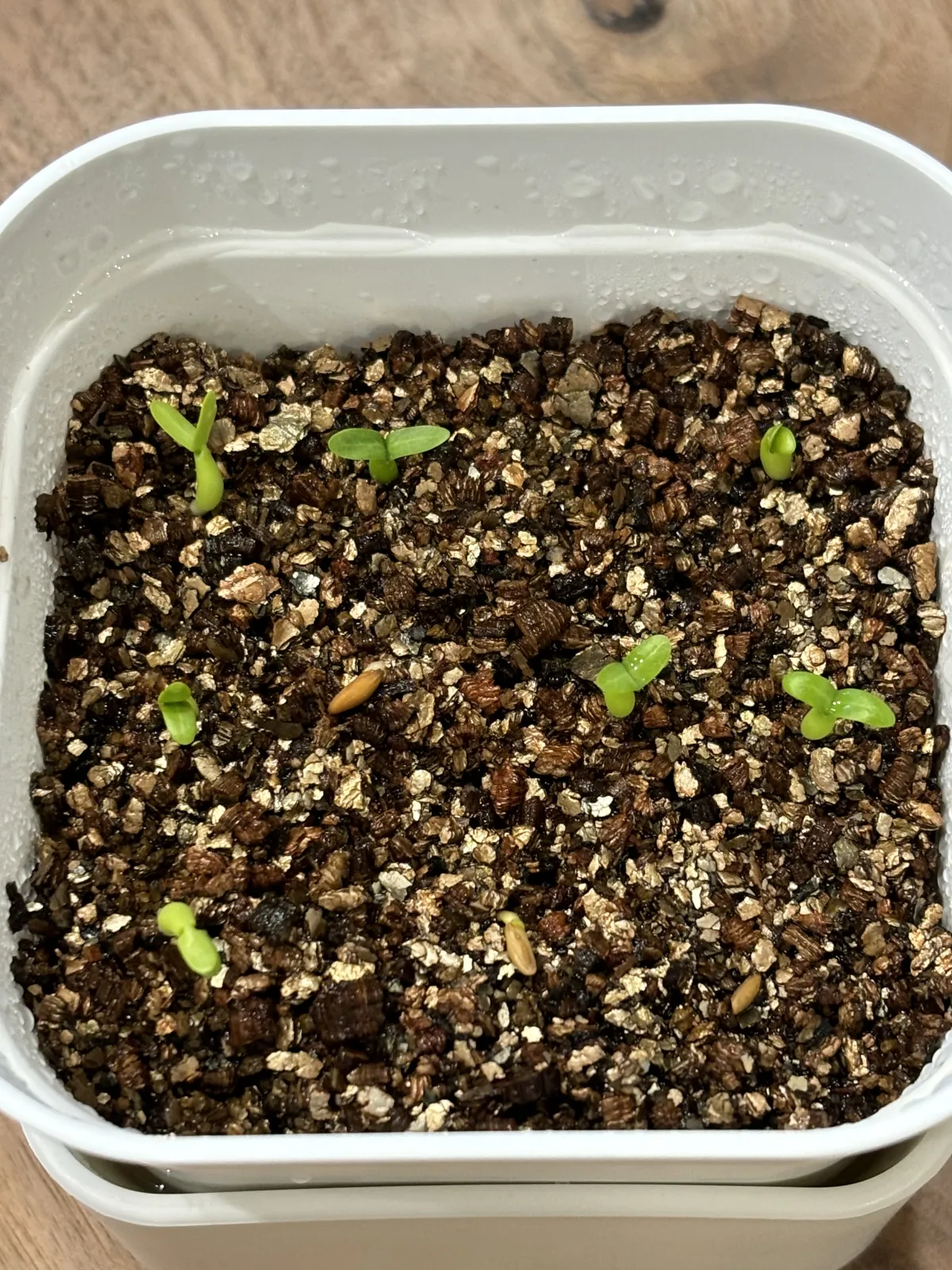 Pachypodium rosulatum subsp. makayense (パキポディウム マカイエンセ)