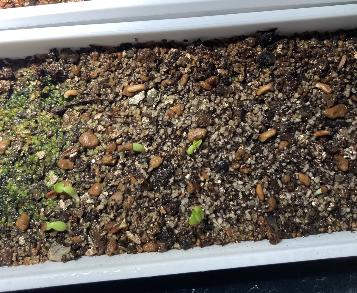 Pachypodium brevicaule subsp. leucoxanthum (パキポディウム レウコキサンツム)