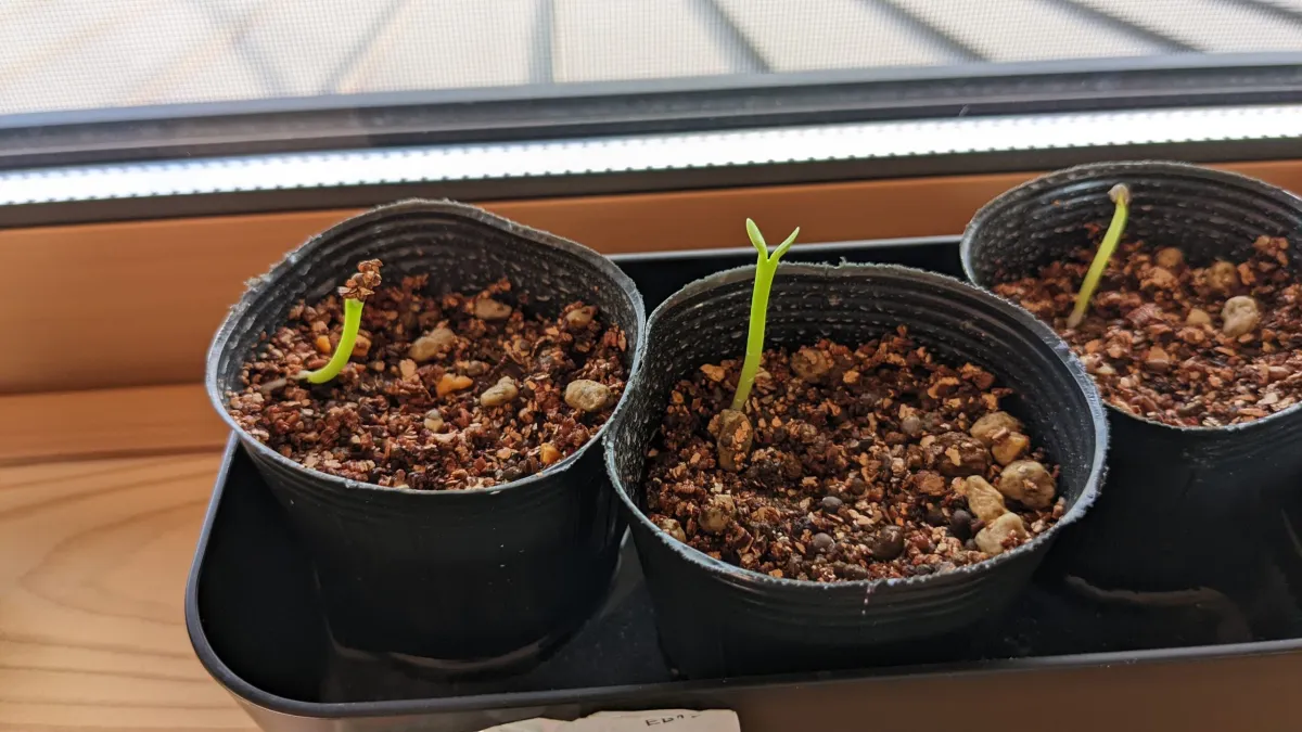 Euphorbia graniticola (ユーフォルビア グラニティコラ)