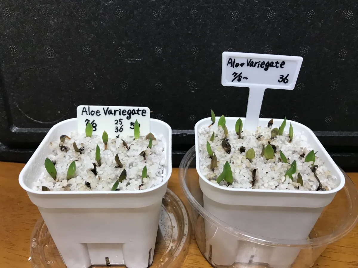 Aloe variegata Chiyoda Nishiki (アロエ 千代田錦)