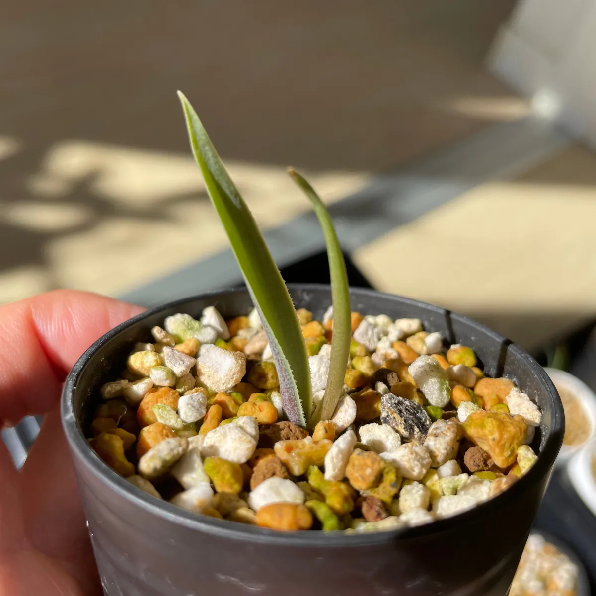 Agave rhodacantha Dwarf (アガベ ロダカンサ ドワーフ)