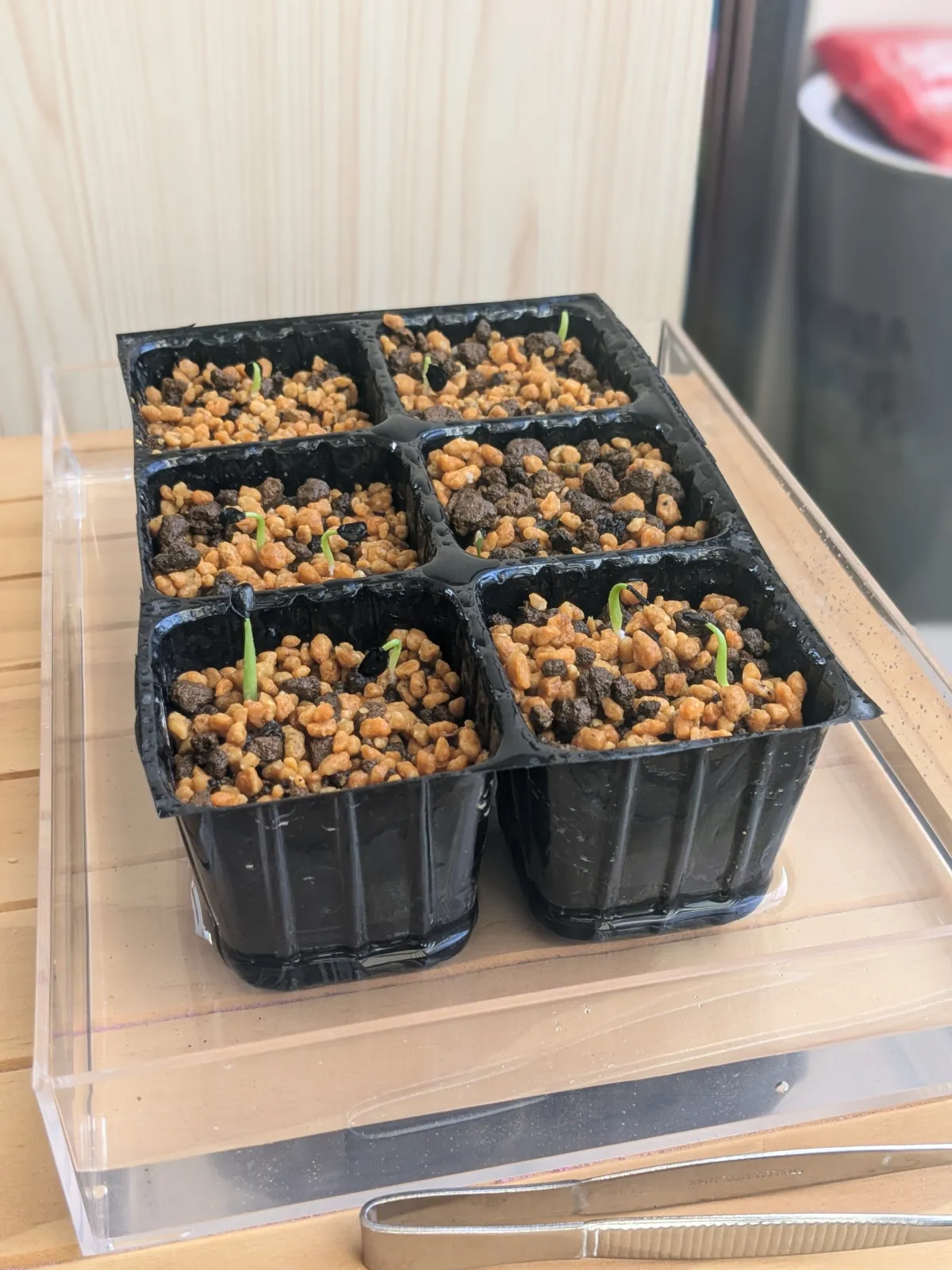 Agave ovatifolia (アガベ オバティフォリア)