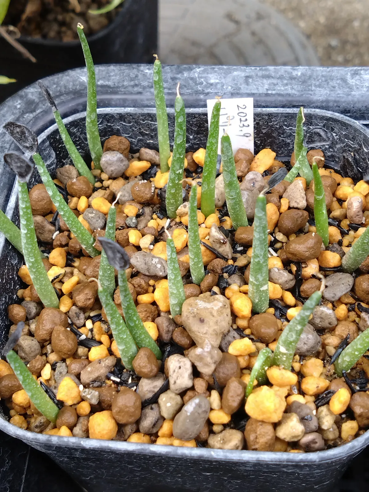 Agave parryi x flexispina (アガベ パリー x フレキシスピナ)