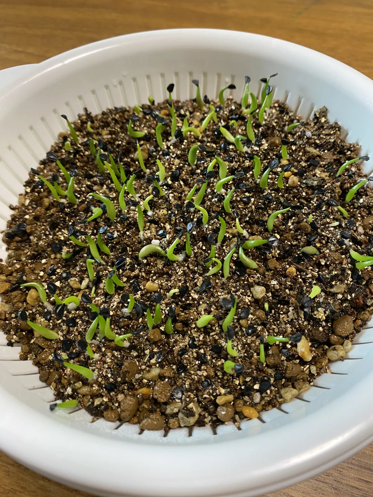 Agave titanota (アガベ チタノタ ドワーフ)