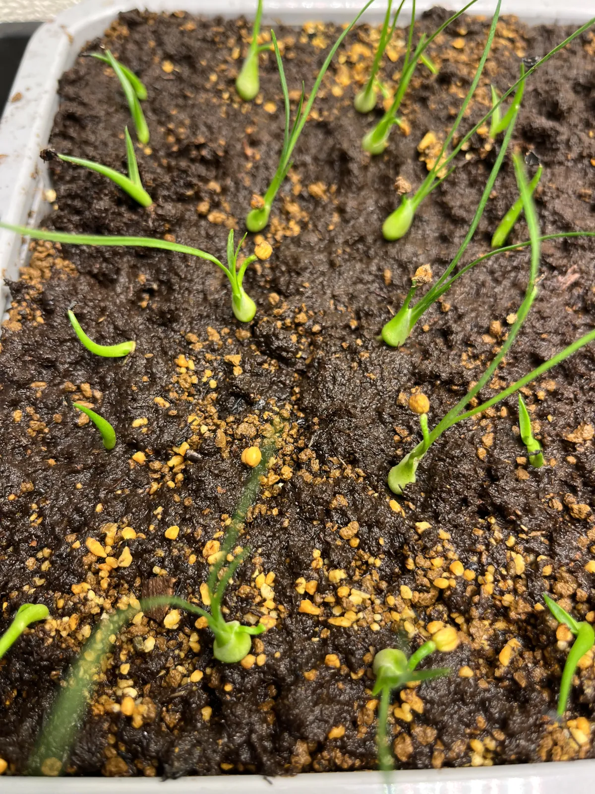 Beaucarnea gracilis (ボーカルネア グラキリス)