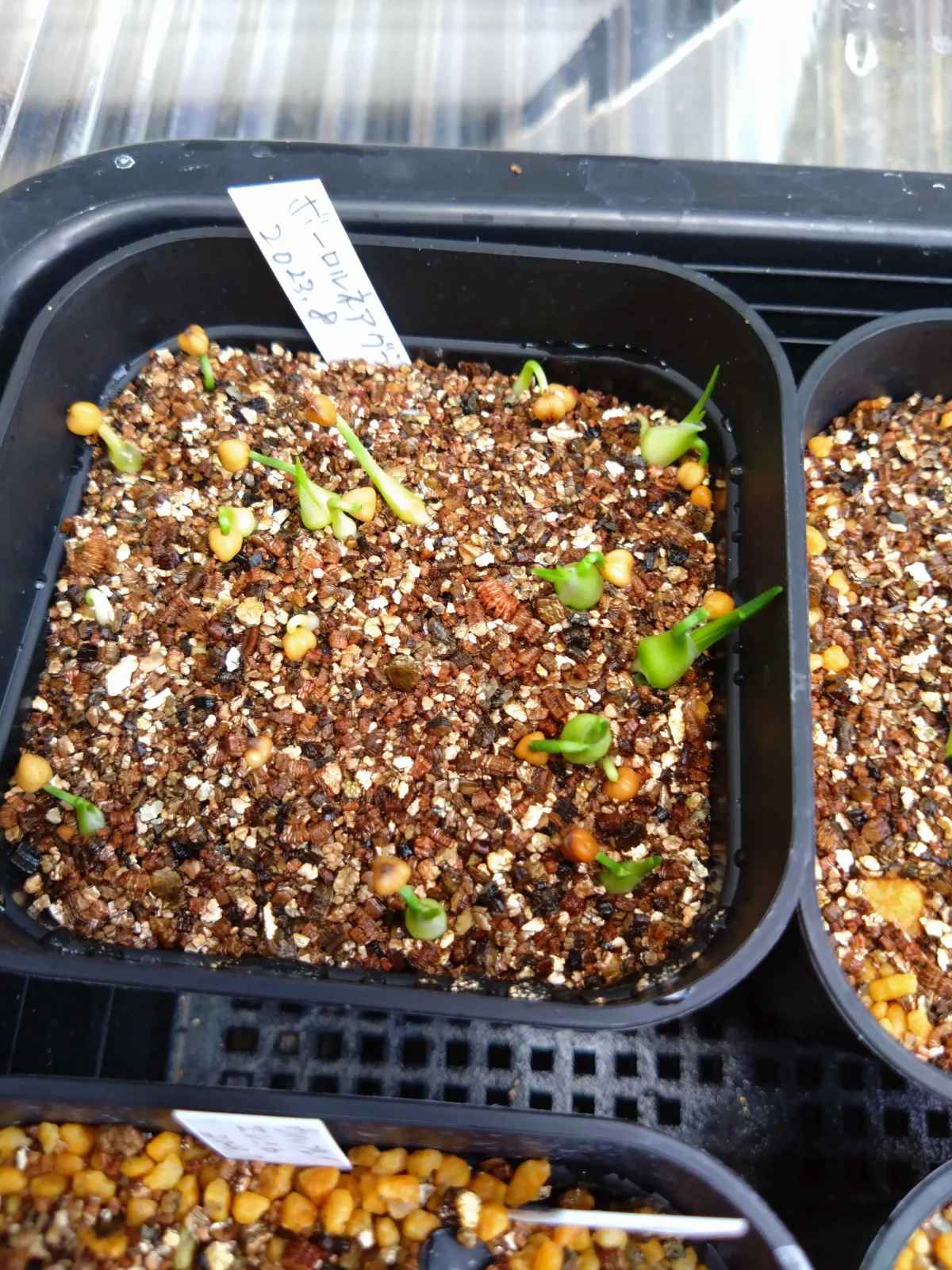 Beaucarnea gracilis (ボーカルネア グラキリス)