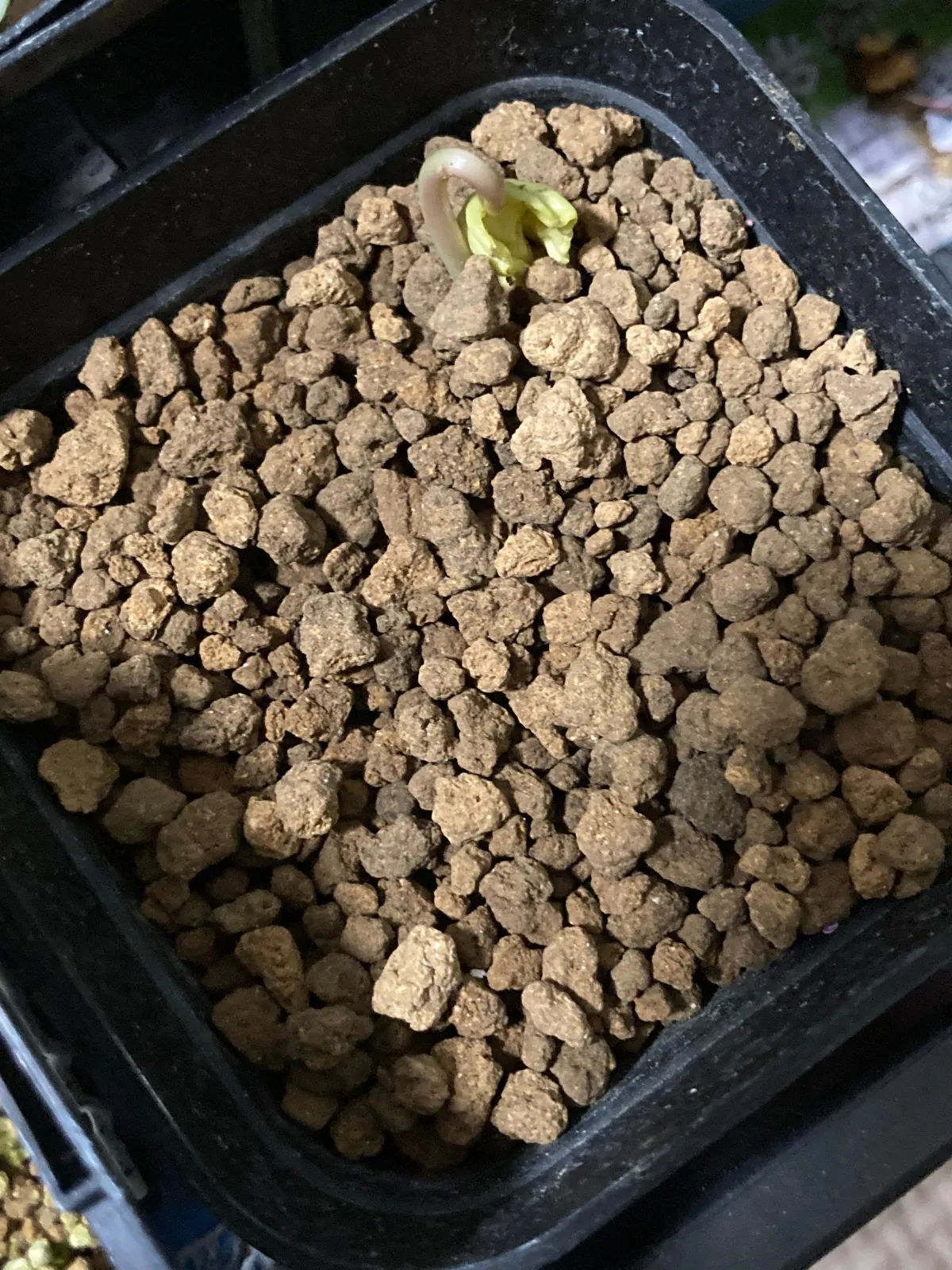 Ipomoea Ipomoea sp. (イポメア)