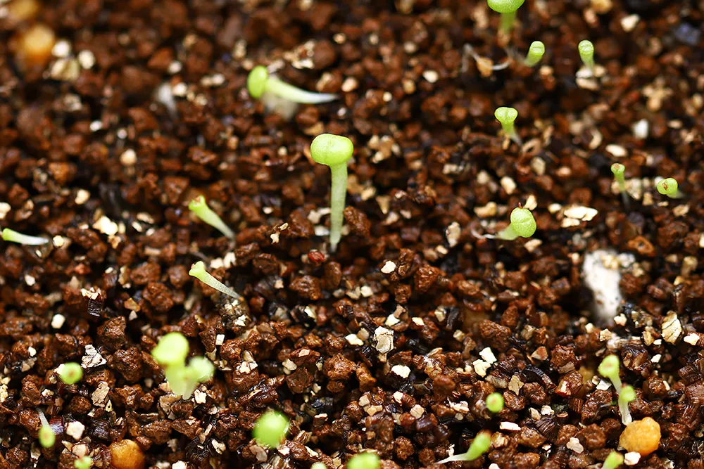 Lithops Mix (リトープス ミックス)