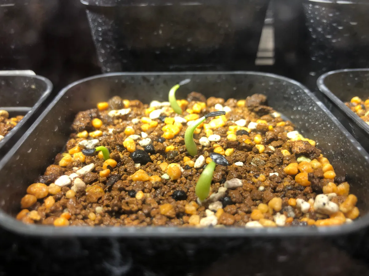 Agave lechuguilla (アガベ レチュギュラ)