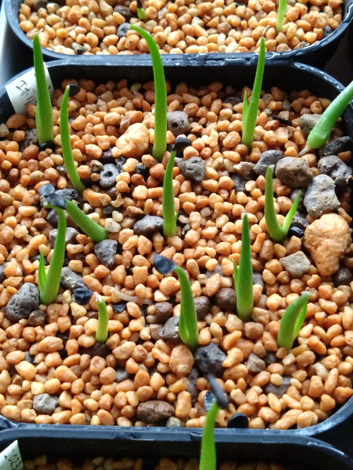 Agave utahensis var. eborispina 'Vegas' (アガベ エボリスピナ ヴェガス)