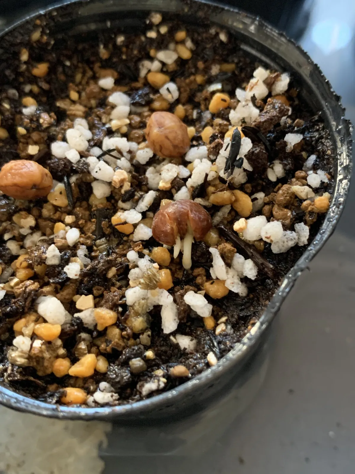 Commiphora oblongifolia (コミフォラ オブロンギフォリア)