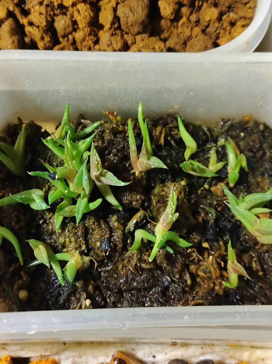 Agave titanota (アガベ チタノタ ドワーフ)