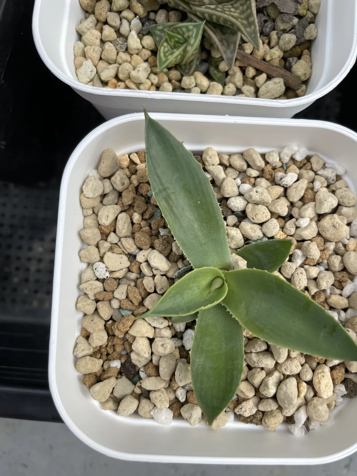 Agave parryi subsp. parryi (アガベ パリー)