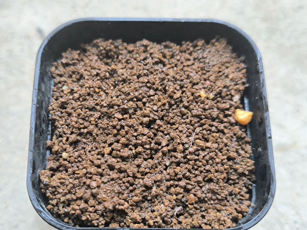 Cyphostemma laza (キフォステンマ ラザ)