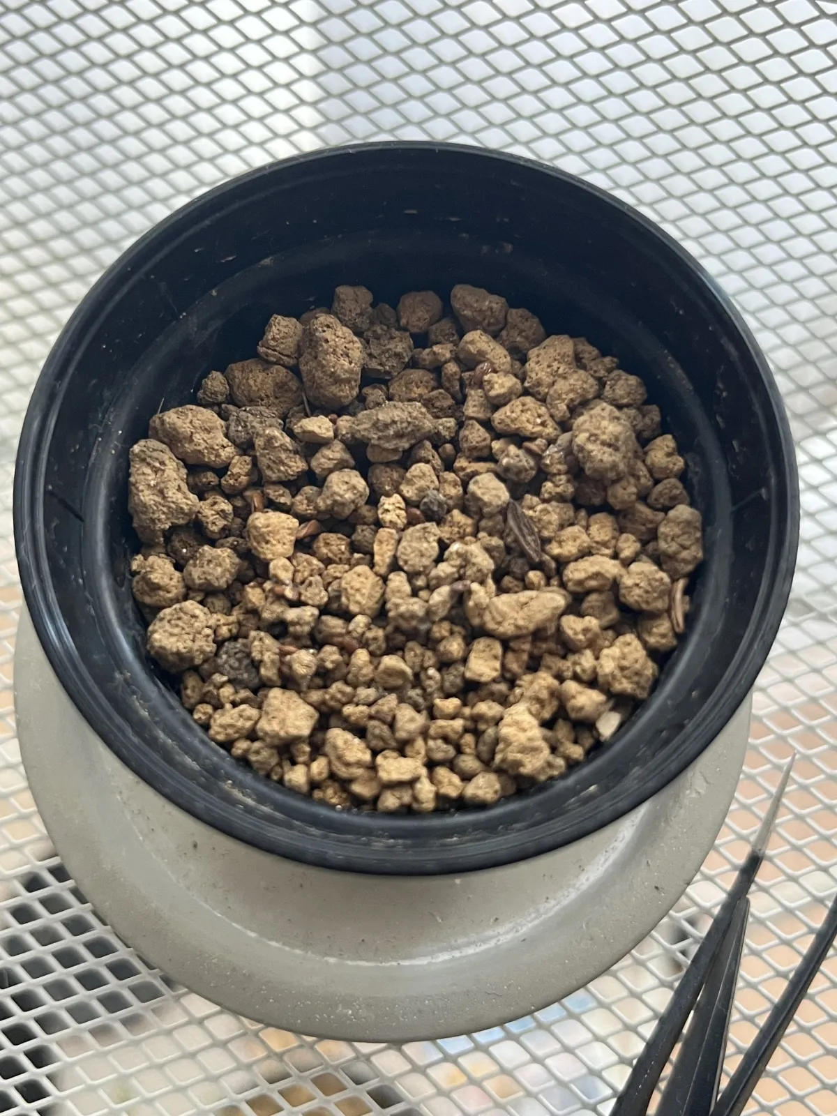 [無料種子] 発芽難 パキポディウム グラキリス　 Pachypodium rosulatum var. gracilius