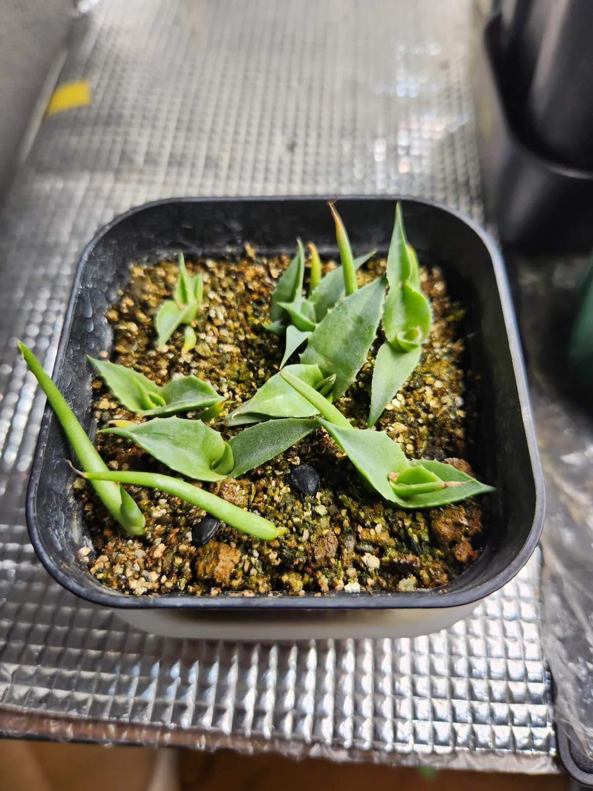 Agave gigantensis (アガベ ギガンテンシス)