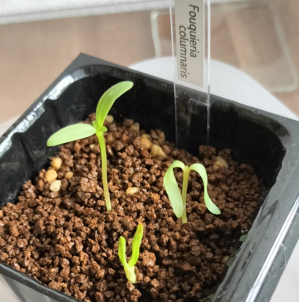 Fouquieria columnaris (フォークイエリア コルムナリス 観峰玉)