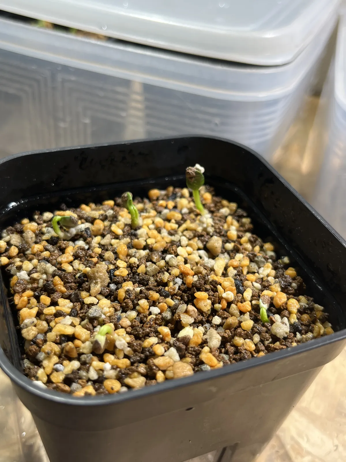 Euphorbia guillauminiana (ユーフォルビア ギラウミニアナ)