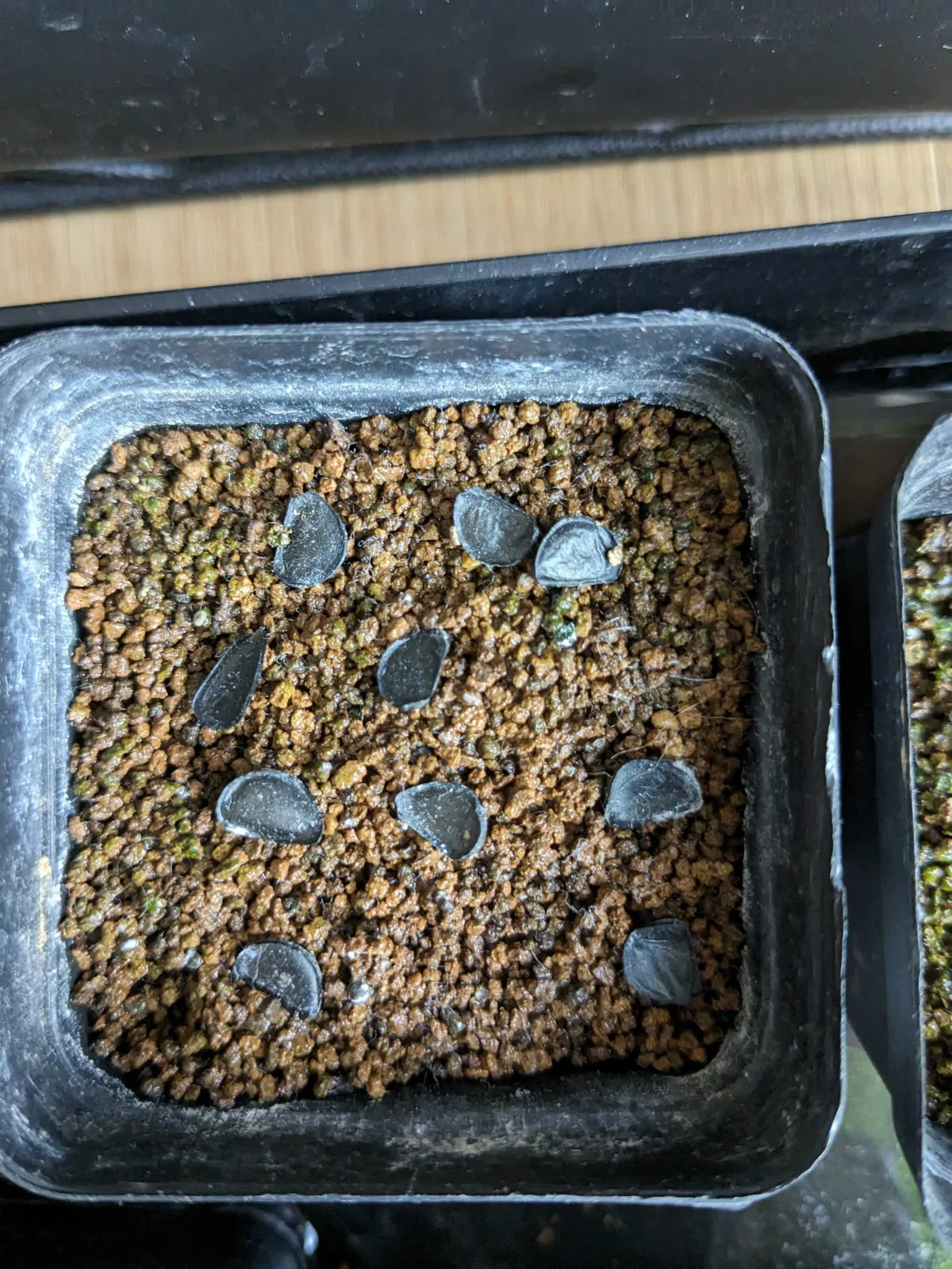 Agave parryi var. truncata (アガベ パリー トランカータ)