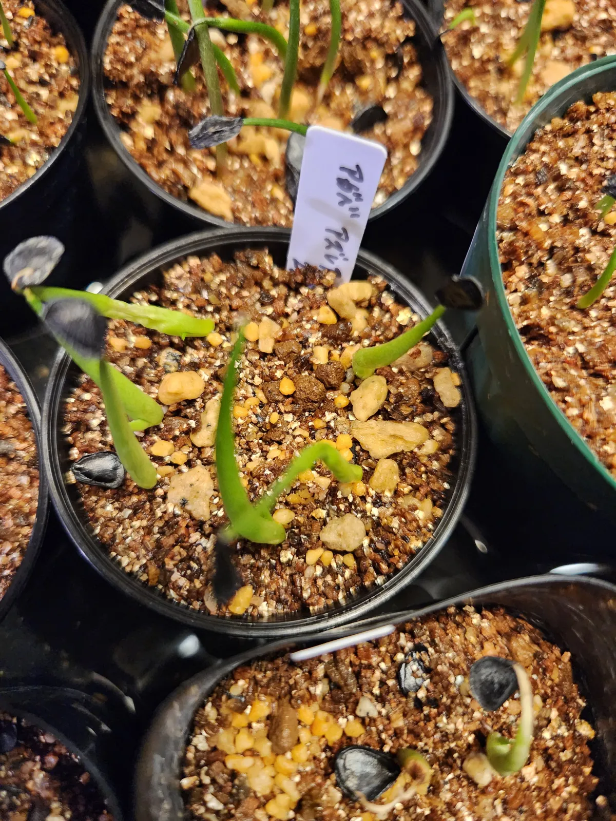 Agave azurea (アガベ アズレア)