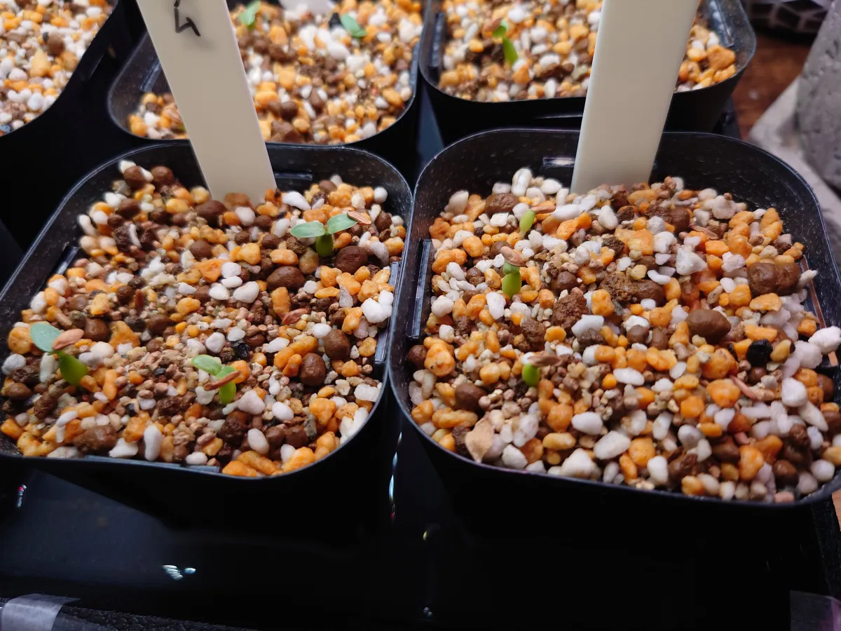 Pachypodium rosulatum var. eburneum (パキポディウム エブレネウム)