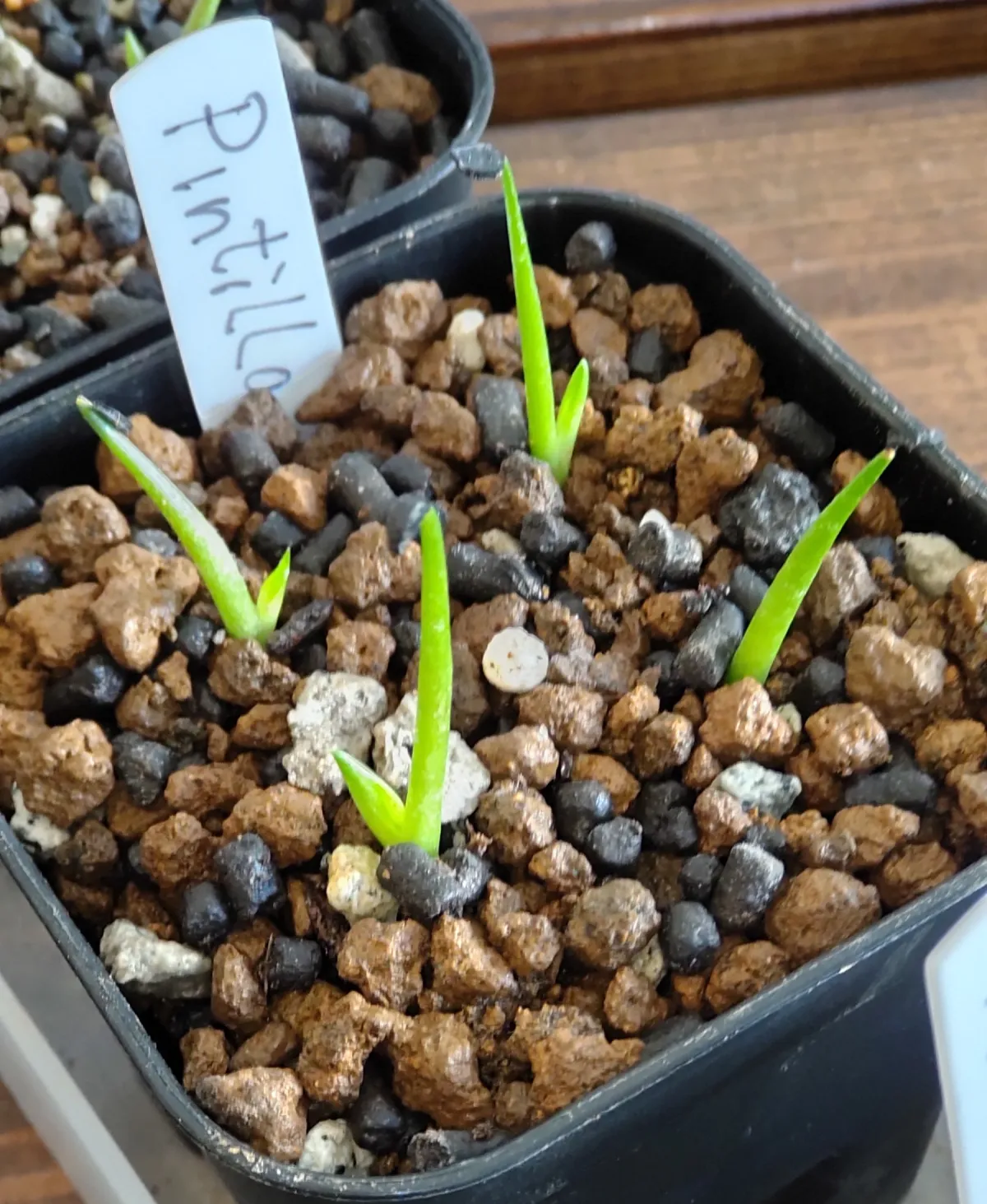 Agave pintilla (アガベ ピンティラ)