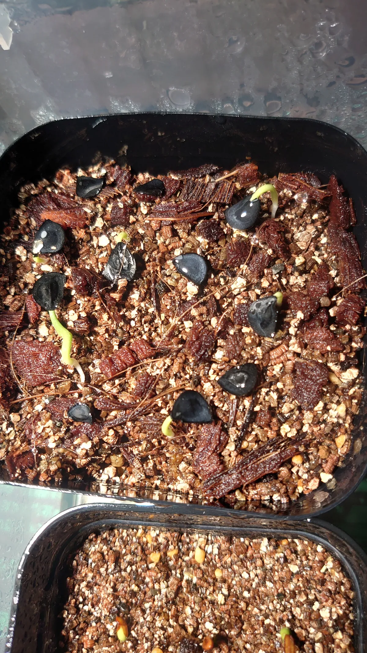 Agave angustifolia Marginata (アガベ アンガスティフォリア バリエガータ)