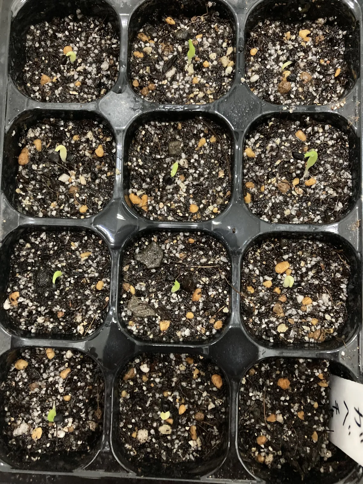 Agave chazaroi (アガベ チャザロイ)