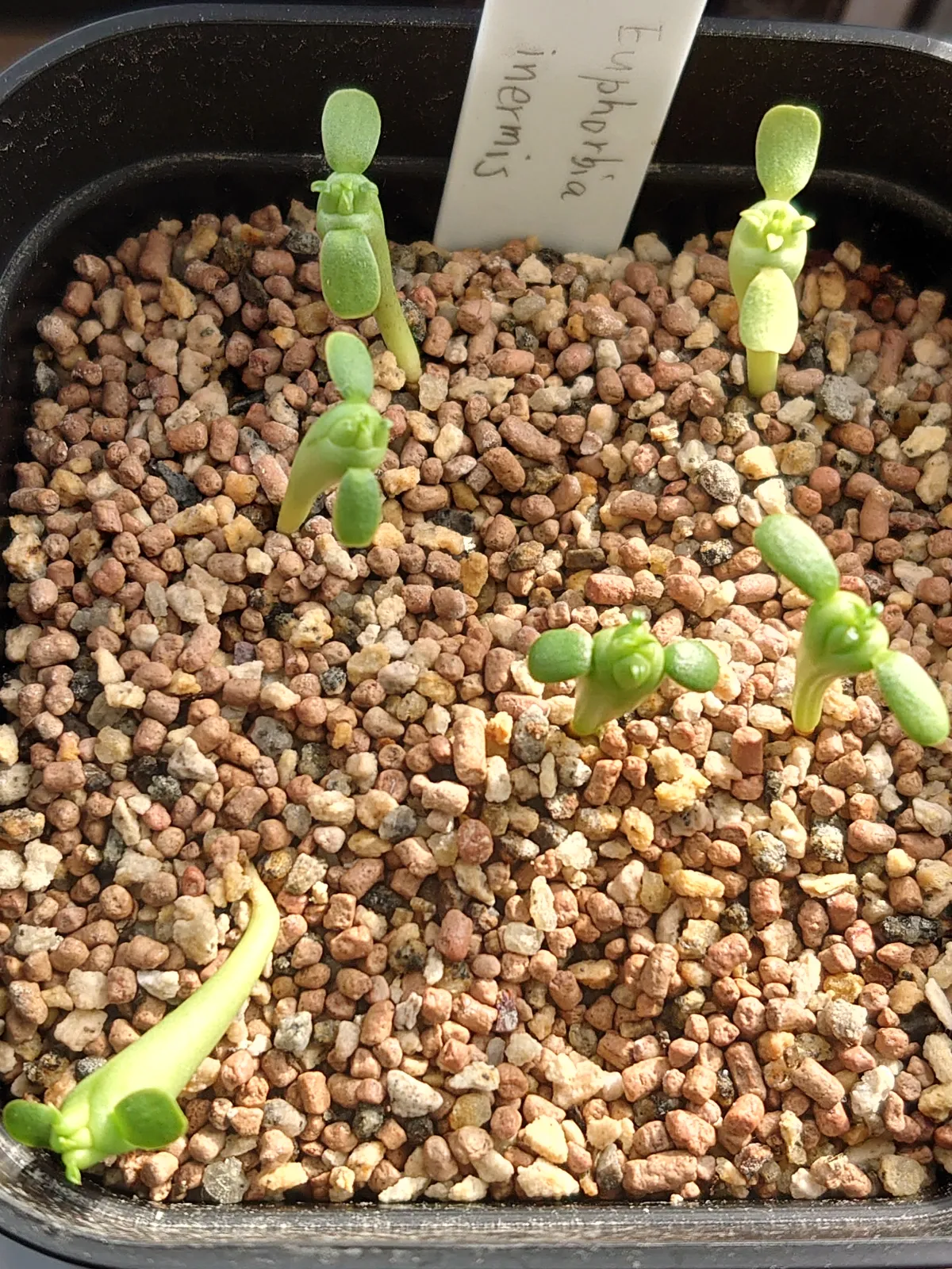 Euphorbia inermis var. huttonae (ユーフォルビア イネルミス 九頭竜)