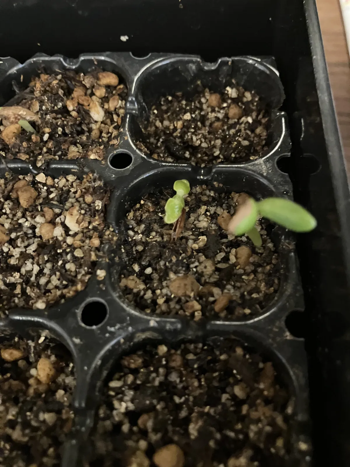 Pachypodium rosulatum ssp. rosulatum (パキポディウム ロスラーツム)