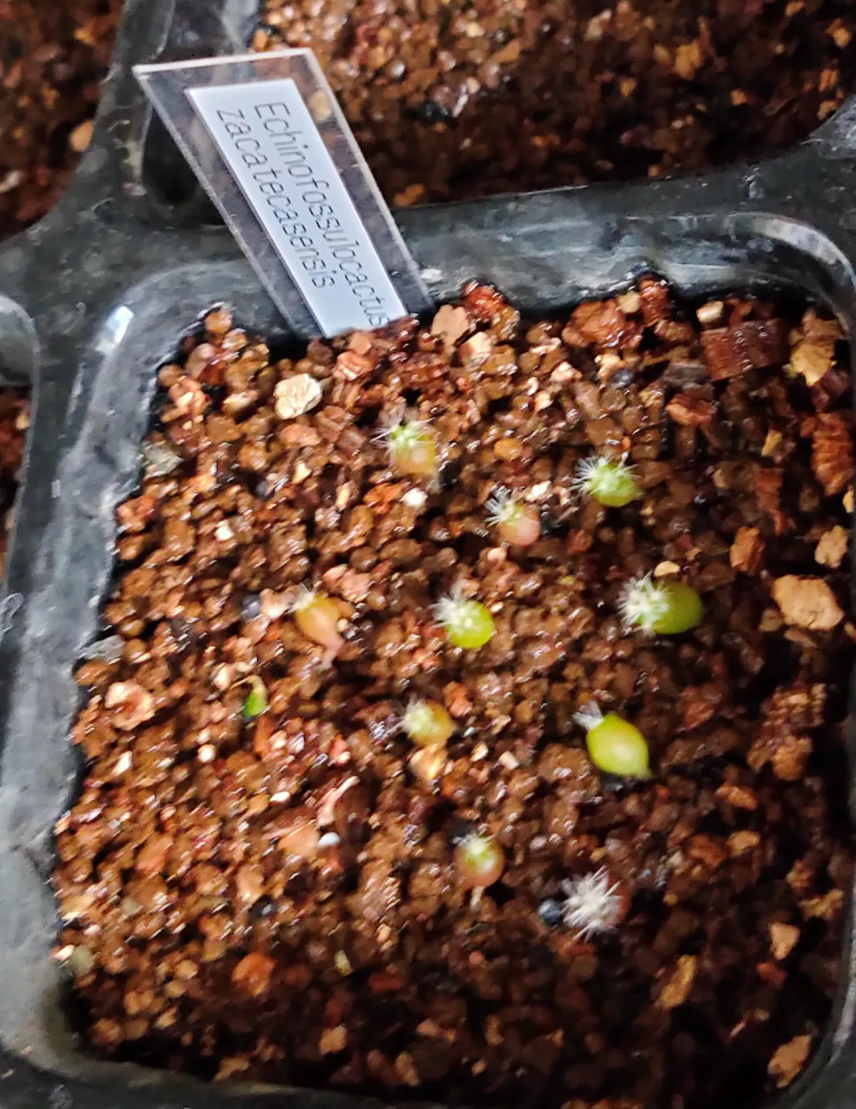 Stenocactus zacatecasensis subsp. zacatecasensis (エキノフォスロカクタス ザカテカセンシス)