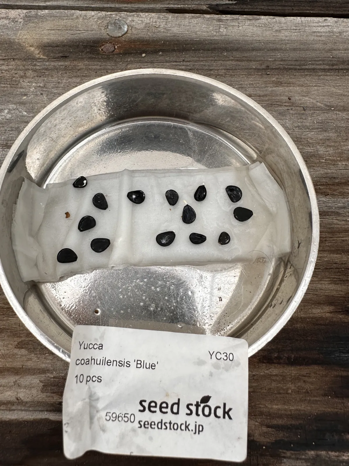 Yucca coahuilensis (ユッカ コアフイレンシスブルー)