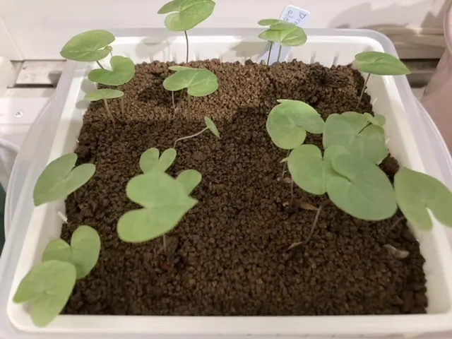 Dioscorea elephantipes (ディオスコレア エレファンティペス アフリカ亀甲竜)